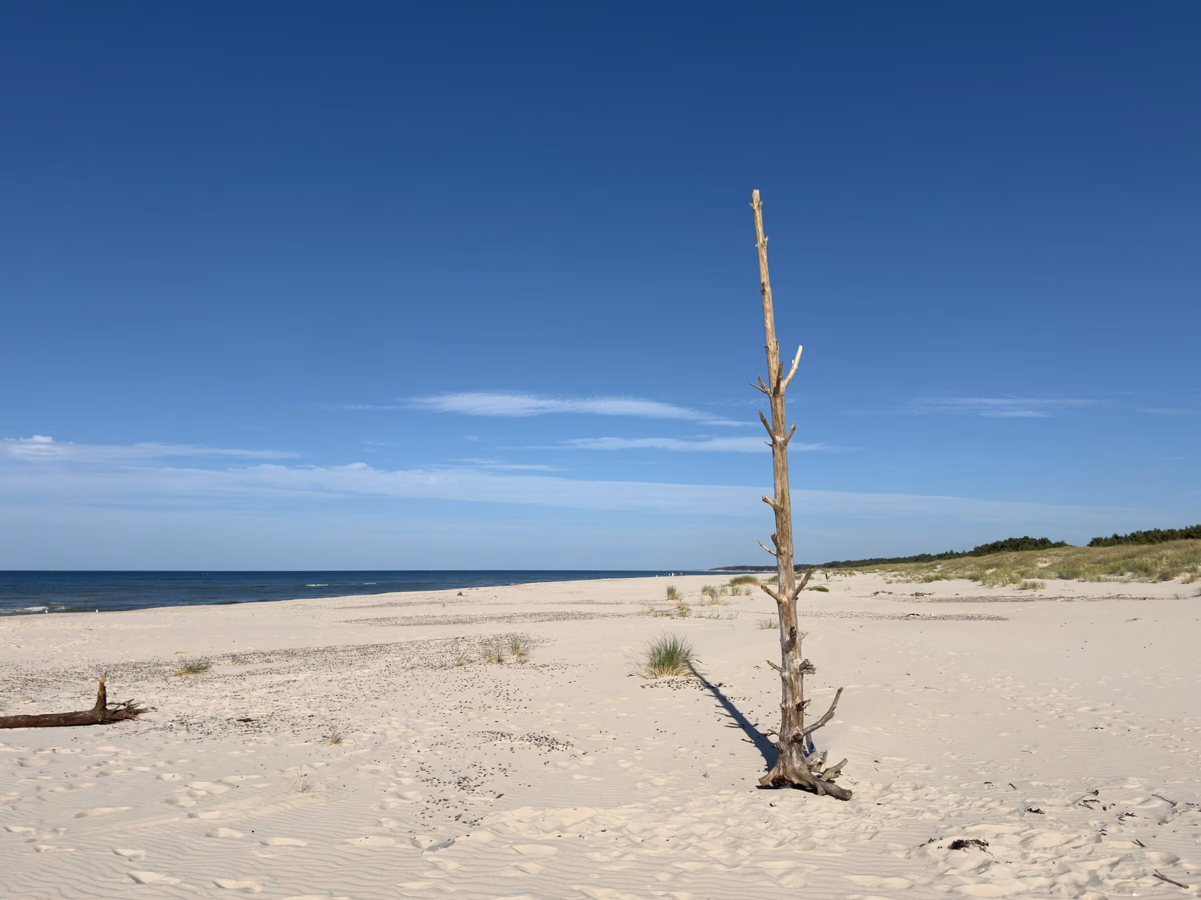 Abgestorbener Baum auf dem leeren Ostseestrand