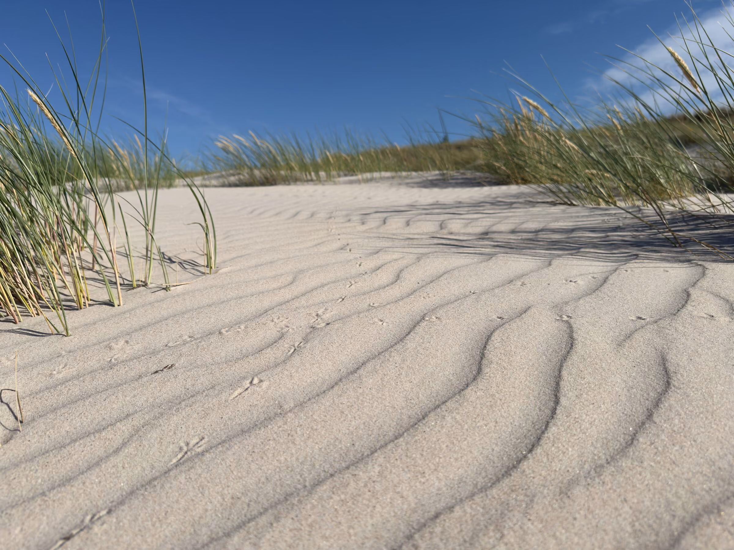Windrippel im Sand, Strandhafer auf dem Dünenkamm