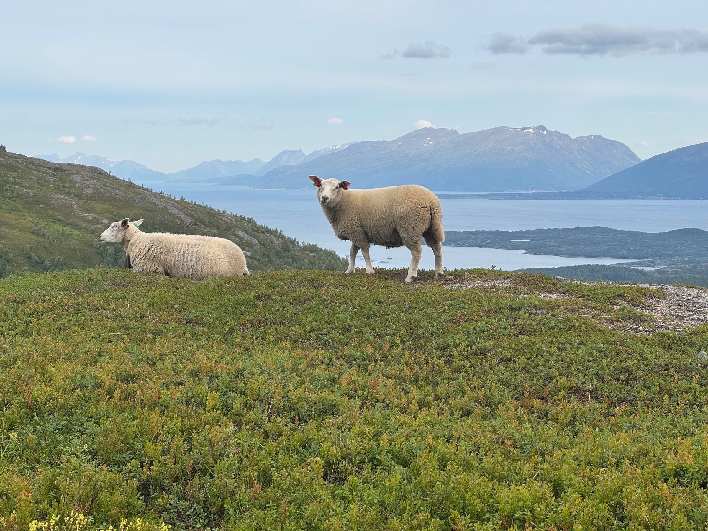 Zwei Schafe auf einer Weide hoch über dem Fjord